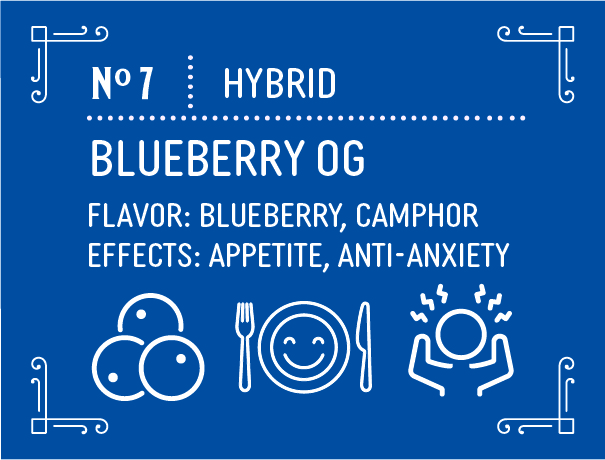 Hybrid Blueberry